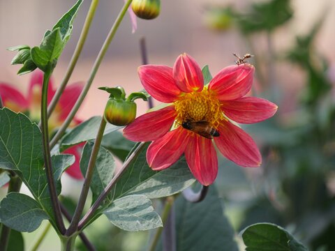 Red dahlia flower with bees sipping nectar from it