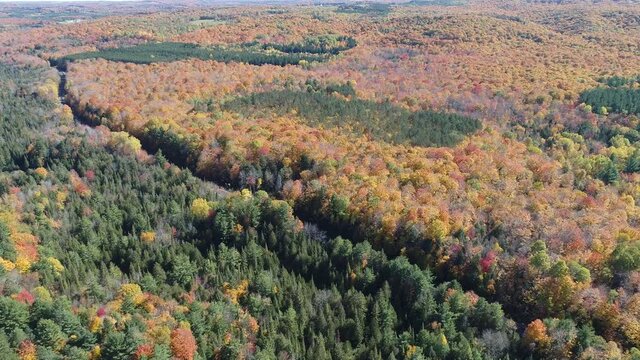 Copeland Forest