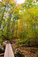 path in autumn forest