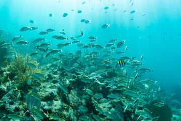 Fototapeta na wymiar Reef Wildlife
