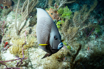 Grey Angelfish