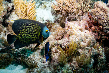 French Angelfish
