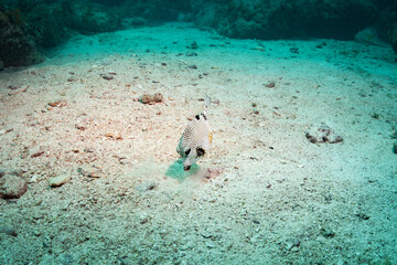 Searching for a Meal