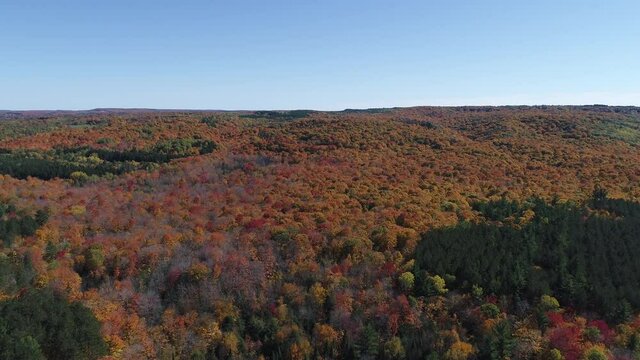 Copeland Forest