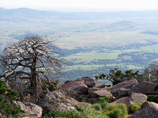 Leafless tree surrounded by huge boulders at the peak of Mt. Scott, Oklahoma, USA.