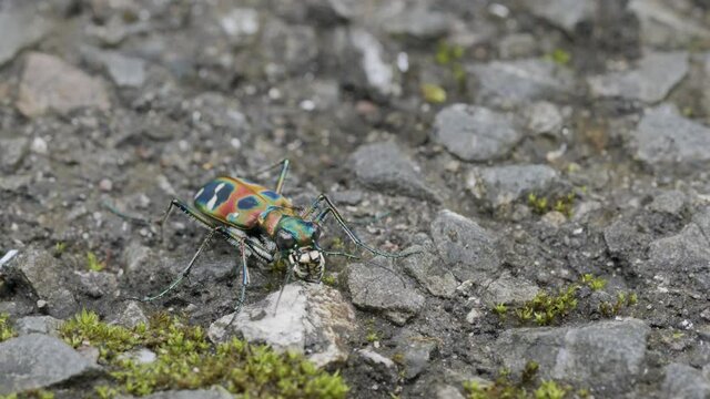 Japanese tiger beetle cleaning jaws.