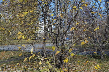Photo of autumn leaves in the Park. Bright yellow tree leaves on a dark background. Illuminated by the setting sun.