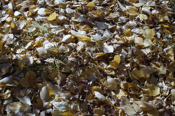 Photo of autumn leaves. The leaves have fallen and are lying on the ground in a dense layer. In gray, steel and yellow colors.