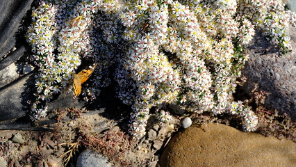 A flower bed in a city park.
Floral background for web design.