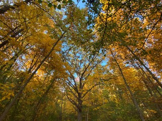 Fototapeta premium autumn in the forest