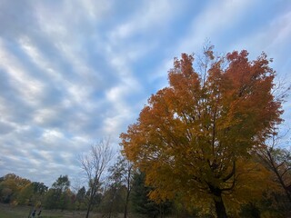 Fototapeta premium autumn trees in the park