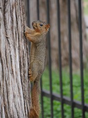 Close up of a squirrel climbing up a tree