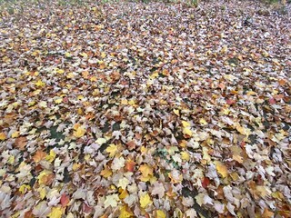 leaves covering the ground