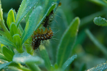 caterpillar