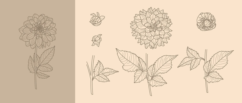 Set Dahlia Flowers with Leaves in Trendy Minimal Liner Style. Vector Floral Illustration for printing on t-shirt, Web Design, Invitation, Posters, creating a logo