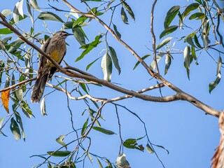 Wattle Bird Looking Out