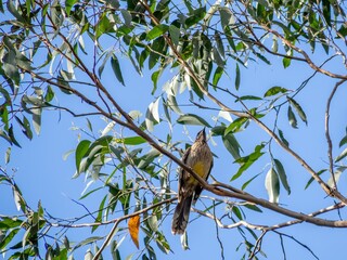  Wattle Bird Looking Up
