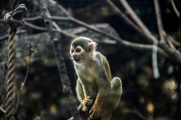 beautiful little squirrel monkey in nature