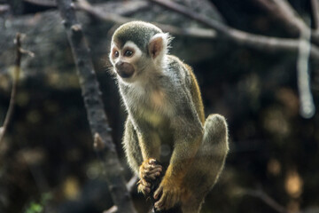 Naklejka premium beautiful little squirrel monkey in nature