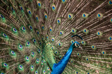 Fototapeta na wymiar cute blue peacock with green feather