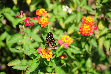 Tirumala septentronis in the flower.