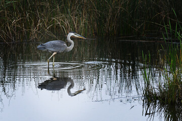 Great Blue Heron fishing in a marsh
