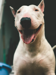 Dog, perro, canine, bullterrier 
