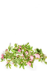 beautiful composition of fresh rose flowers and green leaves on a white background. floral pattern, top view, copy space