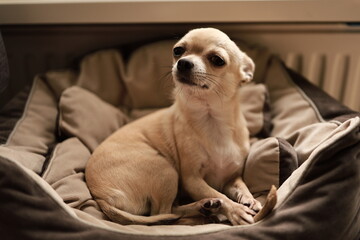 Closeup portrait of small funny beige mini chihuahua dog, puppy laying in dog bed with bone