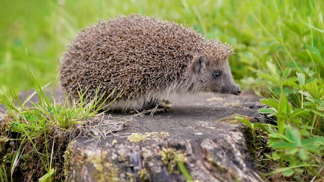Common cute hedgehog on a stump in spring or summer forest. Young beautiful hedgehog in natural habitat outdoors in the nature.