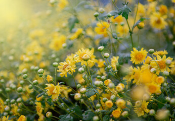 Beautiful yellow flower field, yellow flower bud and blossom, light fair.