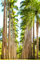 Palmeiras Imperiais - Jardim Botânico do Rio de Janeiro