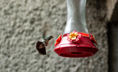 colibri