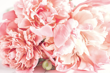 abstract floral background. pink peony flowers close-up. soft focus