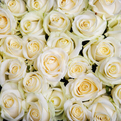 Fototapeta na wymiar Beautiful white rose background