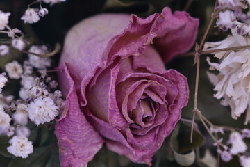 Close-up rosa