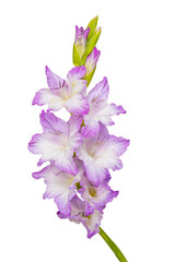purple gladiolus on white background