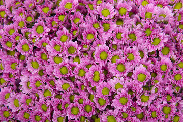 Pink chrysanthemums. Background from beautiful flowers.
