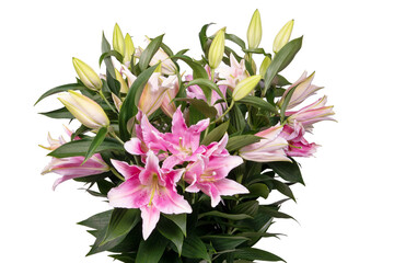Pink lily isolated on white