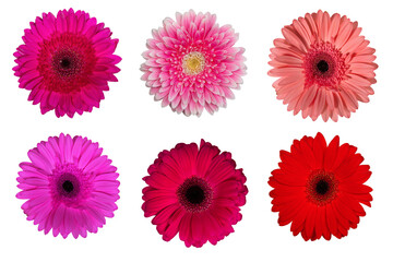 set of gerbera on white isolated background