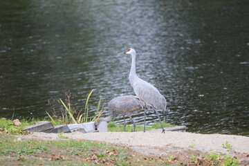 Fototapeta premium cranes by the lake