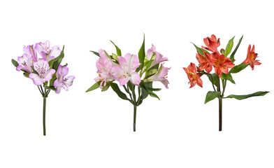 Alstroemeria set isolated on white background.