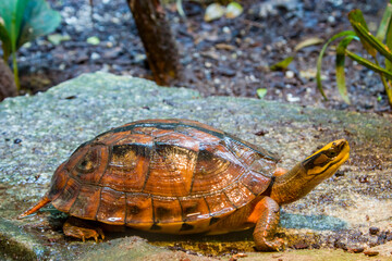 The golden coin turtle (Cuora trifasciata) is a species of turtle endemic to southern China and...
