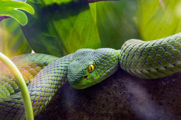 The large-eyed pitviper (Trimeresurus macrops) is a venomous pit viper species endemic to Southeast...