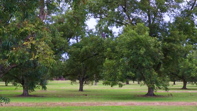 Tilt up of a pecan tree orchard in Georgia