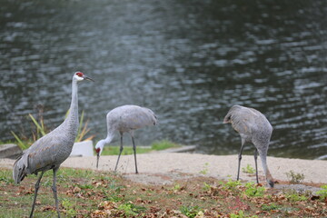 cranes by the lake