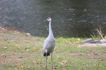cranes by the lake