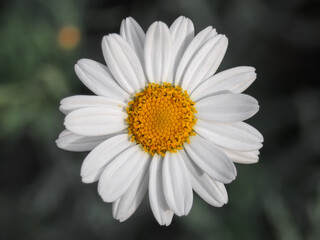 Fototapeta premium A Chamomile Flower in Spring