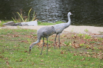 Obraz na płótnie Canvas cranes by the lake