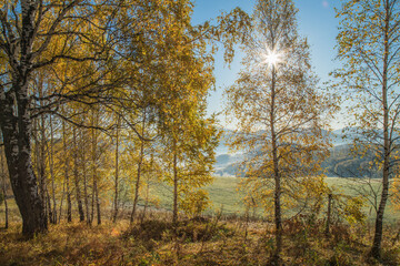 Golden autumn, indian summer. Sun rays through the branches. Birch forest and picturesque edge.